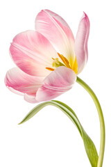 Fototapeta premium pink tulip isolated on white background