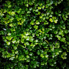 Obraz premium Chervil micro herbs salad sprouts background. Close up. Top view.