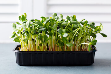 Micro herbs sunflower sprouts. Mini salad in container. White wooden background. Close up.