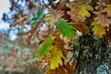 Hojas de roble en otoño