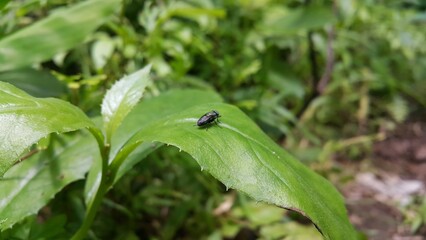 Black Soldier Fly, a species of Soldier flies. Also known as American Soldier Fly. Photo shot on the mountain. Blue eyed insect. hermetia, illucens, Trypoxylon, Pemphredoninae, Speciformes, Stigmus.