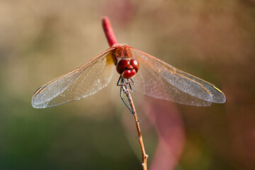 Libélula roja en posición frontal