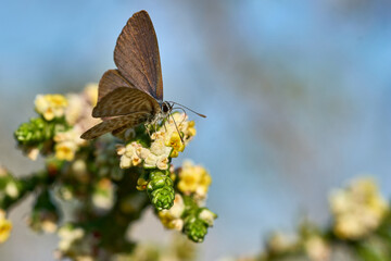 Pequeña mariposa sobre fondo azul