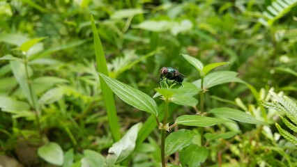 Insect type fly (Exotic Fly Diptera) resting on a plant leaf. Photo shoot in a tropical rainforest.