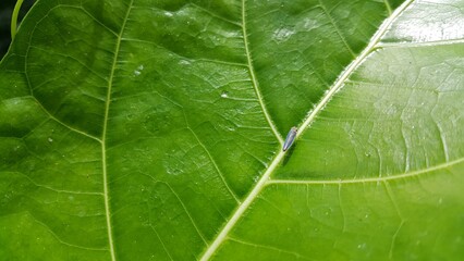 Photo of Leafhopper ( Cicadella viridis ) perched on a plant leaf. Photo shot in a tropical rainforest.