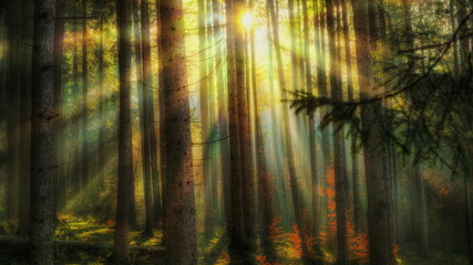 Herbstlicht mit wunderschönem Sonnenlicht im Wald zwischen den Bäumen