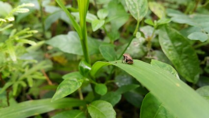 A Meadow Spittlebug is resting on a green leaf. Shot in a tropical rainforest. Also known as a Meadow Froghopper, it is an invasive species in North America.