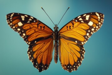 Fototapeta premium Close-up shot of a colorful butterfly on a bright blue surface