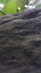 Brown old stone texture background. Photo shot in the forest