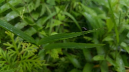 Black soldier fly species Hermetia illucens. Photo of black soldier fly perched on a plant leaf. Photo shot on the mountain.