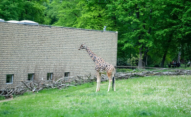 Wild giraffe with long neck and spotted coat. Giraffa camelopardalis is the tallest land mammal on Earth. House for a giraffe. Animals in the zoo