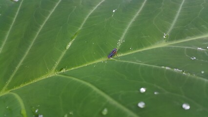 Photo of striped leafhopper insect perched on taro leaves. Photo shot on the mountain.
