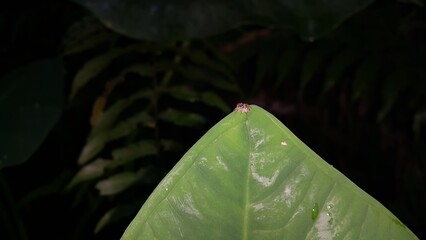 Jumping spiders perch on plant leaves. Photo of spider with gold pattern on body. Photo shot in a tropical rainforest.
