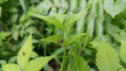 Photo of the Kudzu Bug beetle (Megacopta Cribraria) perching on a plant. Photo shot in the forest..