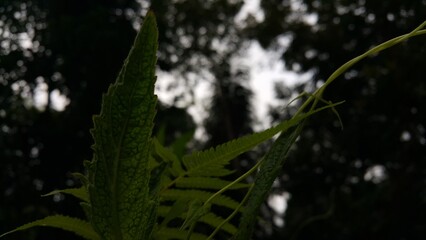 Very beautiful textured plant leaves background. The photo is shot on the mountain.