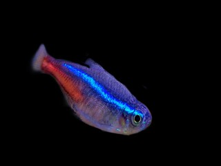 Blue neon tetra fish in aquarium