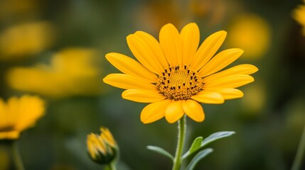 Obraz premium A vibrant yellow flower stands out against a blurred green background, showcasing nature's beauty.