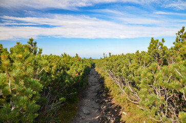 Naklejka premium picturesque and wonderful views on the way to Pilsko in the Beskid Mountains