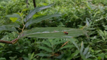 Dendrobium Beetle perched on a leaf. Photo taken on the mountain. ORCHID BEETLES, DENDROBIUM BEETLE, STETHOPACHYS FORMOSA.