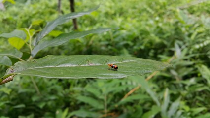 Dendrobium Beetle perched on a leaf. Photo taken on the mountain. ORCHID BEETLES, DENDROBIUM BEETLE, STETHOPACHYS FORMOSA.