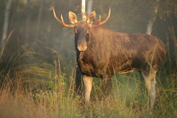 Łoś (Alces alces) moose © Bartosz Rakoczy