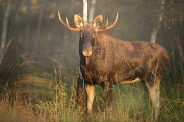 Łoś (Alces alces) moose
