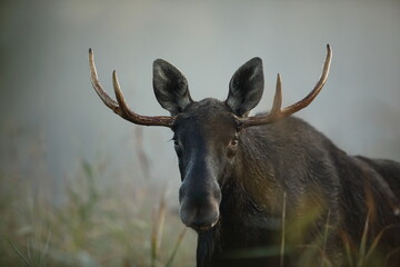 Łoś (Alces alces) moose © Bartosz Rakoczy