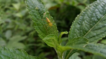 Photo of a yellow spider perched on a leaf. Photo shot in the jungle.  View of Lynx spider (oxyopidae) on green leaf. Striped lynx spider, Telamonia dimidiata, peucetia viridans, araneomorph.