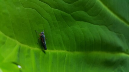 Photo of Leafhopper Cicadellidae perched on very fresh taro leaves. Photo taken in the jungle.