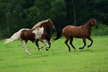Geschecktes Pferd mit lockigem Haar auf der Wiese