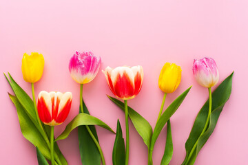 Naklejka premium Spring background with tulips and gypsophila