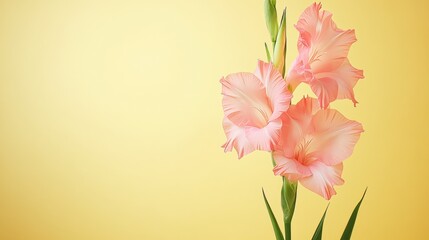 Naklejka premium A delicate pink gladiolus against a soft lemon yellow background, close-up shot, Minimalist style