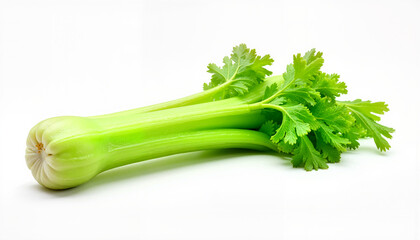 Isolated item on white background of fresh celery stalks
