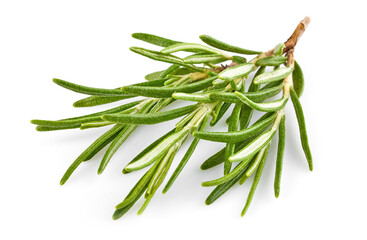 Fototapeta premium Fresh Rosemary Herb bunch. Gardening farming fragrant herb rosemary spice, isolated on white background.