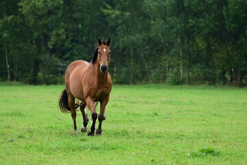 Pferde auf der Sommerweide