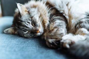 gray tabby big cat sleeps on soft blue sofa hugging his paws