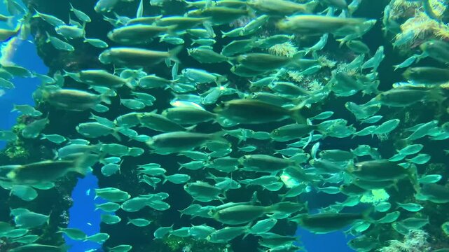 Banc de poisson