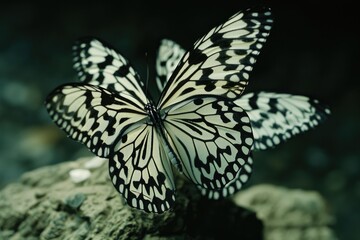 A butterfly sits on a rocky outcropping, its wings spread in repose