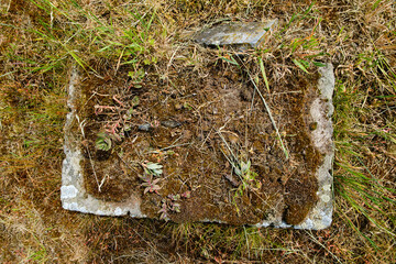 Überwucherte Steinstruktur