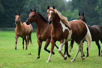 Geschecktes Pferd mit lockigem Haar auf der Wiese