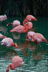 closeup of bright pink flamingos interacting in tranquil waters, vivid pink colors