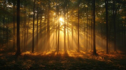 Fototapeta premium A serene forest scene illuminated by sunlight filtering through trees, creating a tranquil atmosphere.