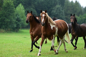 Fototapeta premium Geschecktes Pferd mit lockigem Haar auf der Wiese