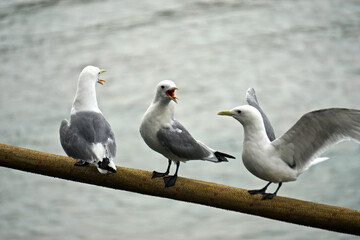 Homer, Alaska, USA: Mew gulls (Larus canus) perched on a rope at the pier in Homer, Alaska.