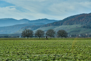 Paysage du Haut Rhin