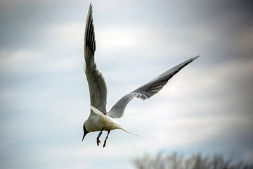 The black-headed gull (Chroicocephalus ridibundus)