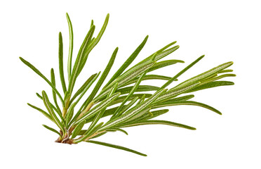 Fresh Rosemary Herb bunch. Gardening farming fragrant herb rosemary spice, isolated. PNG.