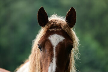 Geschecktes Pferd mit lockigem Haar auf der Wiese
