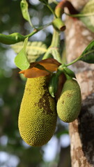 Unripe Immature Jackfruit on a breadfruit tree branch in Natural environment