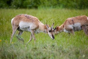 Two pronghorn deer grazing in a field of grass